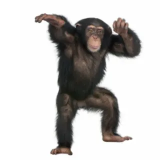 🥳 scimmia, scimpanzé, animale, primate, scimmia antropomorfa whatsapp sticker