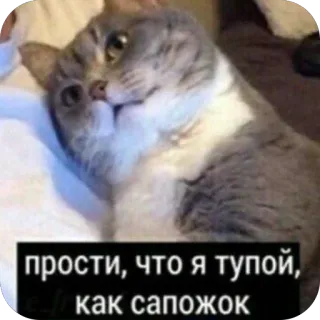 🫥 прости, что я тупой, как сапожок cat, funny, meme, cute, confused, russian telegram sticker