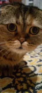 😮 gato, animal de estimação, animal, fofo telegram sticker