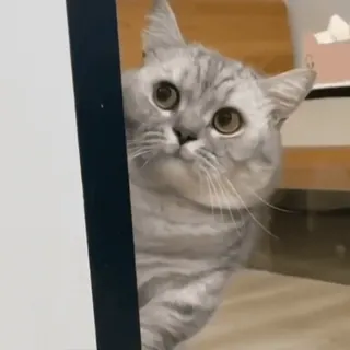 👀 고양이, 동물, 애완동물, 귀여운, 회색 태비 whatsapp sticker