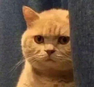 ✨ 猫, 动物, 表情包, 宠物, 搞笑, 暴躁 telegram sticker