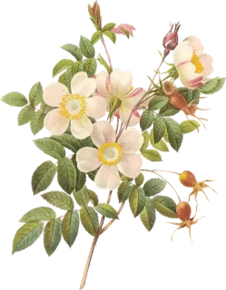 🌸 fiore, floreale, rose, fiori bianchi, botanico, natura whatsapp sticker