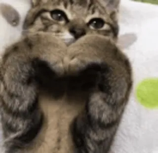 ❤ Katze, süß, Tier, Kätzchen, Haustier whatsapp sticker