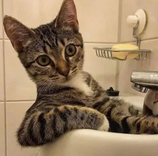 😸 kat, kitten, gootsteen, badkamer, dier, huisdier, cyperse kat telegram sticker