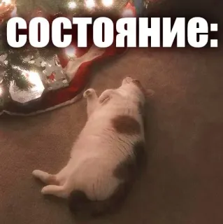 🙃 СОСТОЯНИЕ: cat, meme, funny, russian, state, animal, lazy telegram sticker