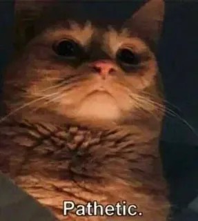 🥺 Pathetic. gato, meme, patético, animal, engraçado telegram sticker