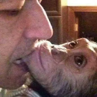 👨‍👦 scimpanzé, scimmia, animale, bacio, faccia, primate, scimmia antropomorfa telegram sticker