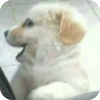 🫥 hond, puppy, golden retriever, schattig, dier, huisdier, huisdier telegram sticker