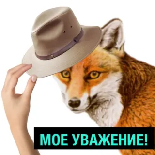 👌 МОЕ УВАЖЕНИЕ! raposa, respeito, chapéu, animal, russo, engraçado, meme telegram sticker