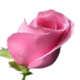 🌷 роза, цветок, розовый, цветение, лепесток, природа, растение telegram sticker