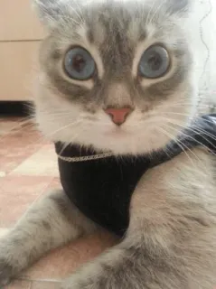 😳 猫, ペット, 動物, かわいい, 青い目, 子猫 telegram sticker