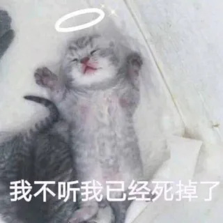 😑 我不听我已经死掉了 gato, gatinho, auréola, dormindo, fofo whatsapp sticker