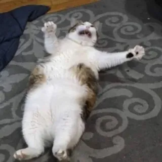 😵 gato, animal, divertido, meme, mascota, gritando telegram sticker