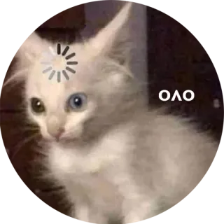 🤦 oao kat, kitten, laden, schattig whatsapp sticker
