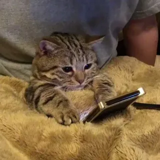 📱 кот, телефон, животное, питомец, милый, полосатый, смартфон, интернет telegram sticker