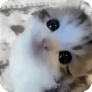 ❤ telegram sticker