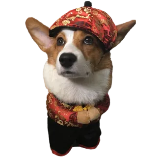 👲 dog, corgi, outfit, animal, pet, cute, hat telegram sticker