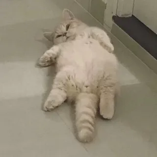 🐈 gato, animal, animal de estimação, felino, fofo, deitado, relaxado whatsapp sticker