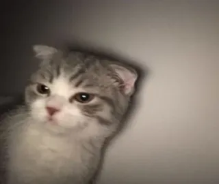 🙁 Katze, Kätzchen, Scottish Fold, Tier, süß, Hauskatze, Haustier telegram sticker