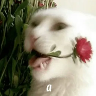 🐕 a gato, flor, animal, meme, engraçado, fofo telegram sticker