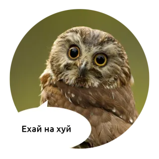 Злые зверята by @DGStickers telegram stickers