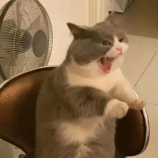 🥱 Katze, gähnend, Stuhl, Tier, Haustier, grau, weiß telegram sticker