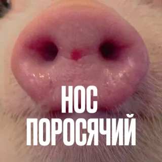 Креативно ругаем студентов telegram stickers