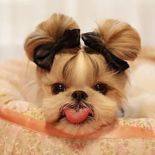 🐶 perro, lindo, mascota, Shih Tzu, lazos, animal, lengua telegram sticker