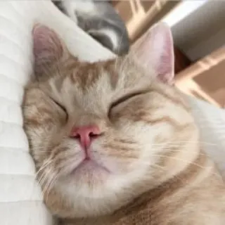 🤍 gatto, dormire, animale, animale domestico, gatto domestico telegram sticker