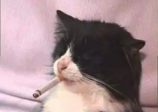 🎃 gato, cigarro, fumando, humor, animal whatsapp sticker