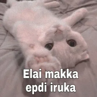 😂 Elai makka epdi iruka gato, meme, tamil, engraçado, animal telegram sticker