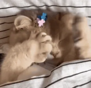 🌟 gato, gatito, lindo, durmiendo, flores, mascota whatsapp sticker
