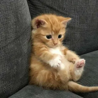 😞 kitten, cat, pet, cute, adorable, orange, feline telegram sticker