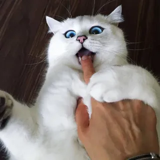 😼 gato, gatinho, fofo, animal de estimação, animal, engraçado, dedo, gato branco, olhos azuis telegram sticker
