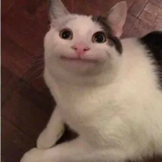 🙂 Katze, lustig, Tier, Meme, Beluga whatsapp sticker