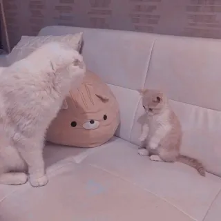 🐱 고양이, 새끼 고양이, 소파, 애완 동물, 동물 telegram sticker
