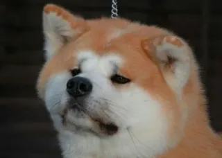 😞 perro, akita, mascota, animal, retrato, mamífero telegram sticker