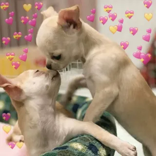 😍 hond, puppy, chihuahua, dier, liefde, harten, schattig telegram sticker