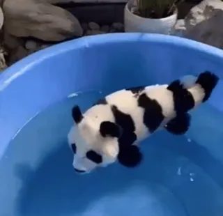 🌟 panda, bear, animal, swimming, water, cute telegram sticker