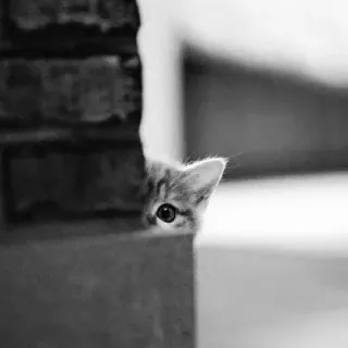 🖇 cat, kitten, hiding, peeking, animal, pet, cute, eye telegram sticker