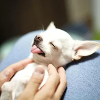 🐶 dog, chihuahua, pet, animal, cute, small, tongue, sleepy telegram sticker