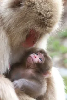 🐒 singe, bébé singe, animal, faune, nature, mignon telegram sticker