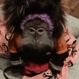 🐵 обезьяна, животное, милый, шляпа, пижама telegram sticker