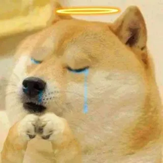 😭 Doge doge, meme, huilen, engel, halo, verdrietig, hond, kawaii telegram sticker