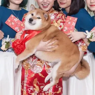 🏷 chó, shiba inu, lễ kỷ niệm, người, nhóm, tiệc telegram sticker