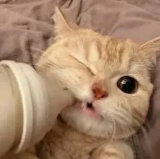😺 gato, gatinho, fofo, animal, leite whatsapp sticker
