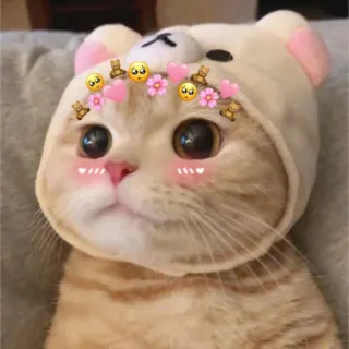 💖 gatto, carino, animale, gattino, emoji, adesivo telegram sticker