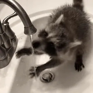 🚰 енот, раковина, вода, животное, милый telegram sticker