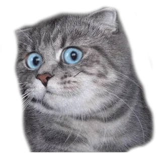 😟 Katze, Tier, Haustier, Kätzchen, süß, Meme telegram sticker