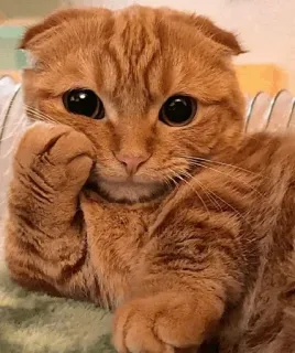 🤔 gato, gatito, lindo, animal, mascota, pelirrojo whatsapp sticker